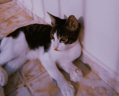 Fotografia em close do gato stanley lambendo o próprio focinho, com a patinha esquerda em formato de punho. Stanley é um gatinho de porte pequeno pra médio, com pelo nas tonalidades de branco e grafite, tigrado, olhos num tom de amarelo queimado e com focinho cor de rosa.